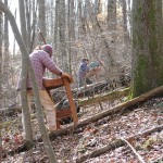 Archaeologists digging shovel-test-pits during the 2003 Monticello Plantation Survey field season.