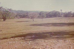 View of the New Montpelier Village looking northeast across the "pathway" toward the area labeled on 1821 map as "Guinea Grass" and "Pen". Photograph taken January 1976.