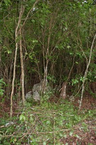 Foliage in village prior to clearing transects.