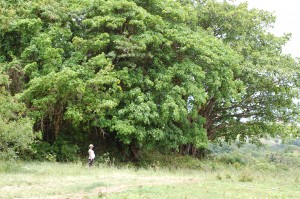 Masonry windmill at The Spring overgrown in mango and fig, May 2008.