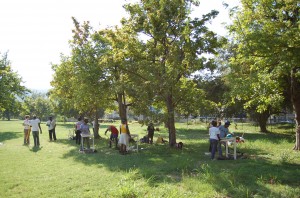STP digging at Papine Village during 2010 field school.