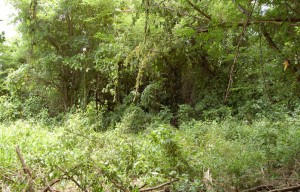 Dense forest at Jessups I village, July 2006.