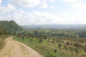 Landscape formerly part of Montpelier and Shettlewood Plantations now in citrus cultivation, March 2006