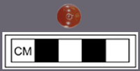 Carnelian bead recovered from House 24.