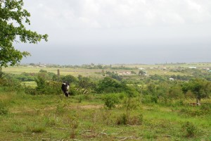 View from The Spring Estate to the ocean, looking north. Note windmill base and smokestacks in the distance associated with other 18th- and 19th-century sugar plantations in the area. Photogaph taken by Carter Hudgins, July 2008.