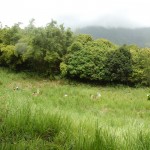 View of village at The Spring Estate, St. Kitts, looking west. July 2008