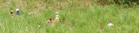 Background Header