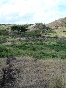 View across the Little Bay site, looking north toward Manor House.
