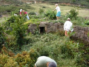 Volunteers and Lydia Pulsipher (University of Tennessee) clearing the Little Bay Cattle Mill site. January 2006.