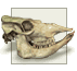 Faunal Queries