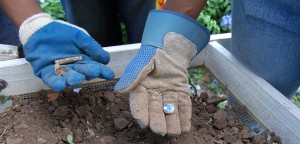 Artifacts recovered from an STP at Mona Village, including a tobacco pipe fragment and a transfer printed ceramic sherd that was ground into a circular gaming piece.