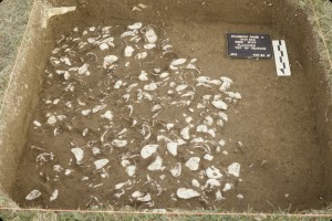 Plan view of historic shell midden (Features 13 and 14) in Area C, next to the river.