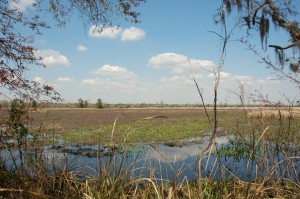 View toward Cooper River, looking across Middelburg's dormant rice fields. Photograph taken in March 2007.