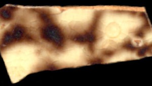 Tortoise shell