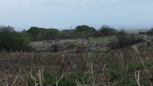 View of the ridgeline from across the cane field, facing west. St. Nicholas Abbey, Barbados.