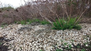 Stone piles (cossie) across the St. Nicholas Abbey's Worker's Village site.